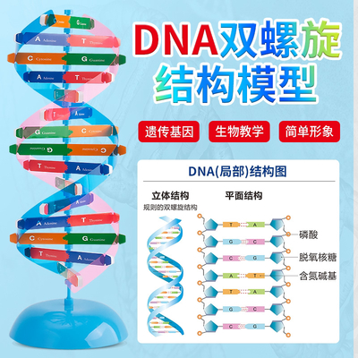 DNA雙螺旋結構模型中小學科技小制作科普diy生物基因科學實驗器材